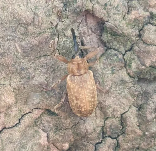 Dorytomus longimanus - photo 3