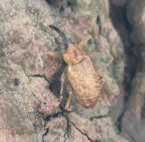Dorytomus longimanus - photo 4