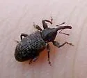 Dorytomus luridus - photo 2