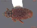 Dorytomus luridus - photo 3