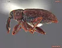 Dorytomus luridus - photo 4