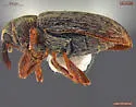 Dorytomus mannerheimi - photo 2