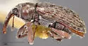 Dorytomus marginatus - photo 4