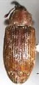 Dorytomus marmoreus - Dorytomus marmoreus