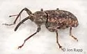 Dorytomus mucidus - photo 3
