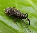 Dorytomus mucidus - photo 4