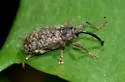 Dorytomus mucidus - photo 5