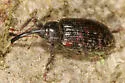 Dorytomus parvicollis