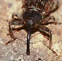 Dorytomus parvicollis - photo 3