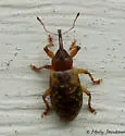 Dorytomus parvicollis - photo 4