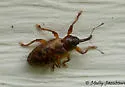 Dorytomus parvicollis - photo 5
