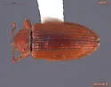 Dorytomus rufulus