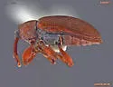 Dorytomus rufulus - photo 2