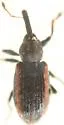 Dorytomus sp-one-wisconsin - Dorytomus sp-one-wisconsin