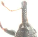Dorytomus sp-one-wisconsin - photo 2