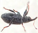 Dorytomus sp-one-wisconsin - photo 3