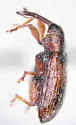Dorytomus sp-two-pnw - photo 2