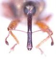 Dorytomus sp-two-pnw - photo 3