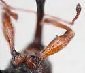 Dorytomus sp-two-pnw - photo 4