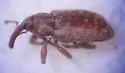Dorytomus squamosus - photo 2