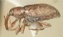 Dorytomus squamosus - photo 3