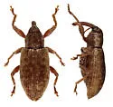Dorytomus squamosus - photo 5