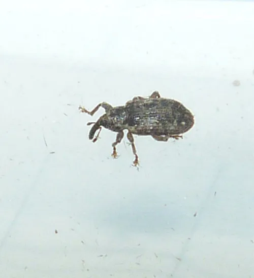 Dorytomus taeniatus - photo 3