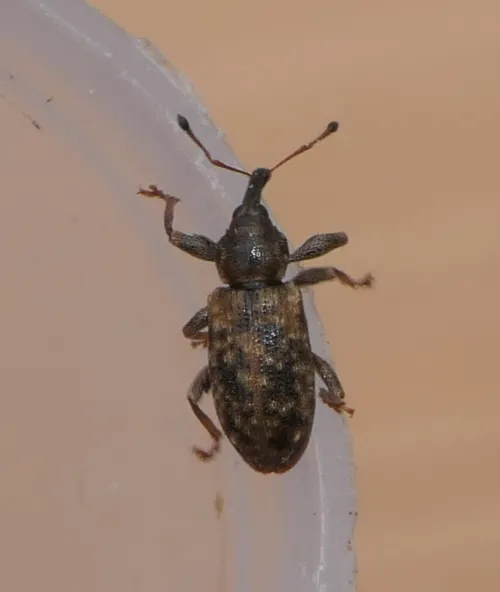 Dorytomus taeniatus - photo 4