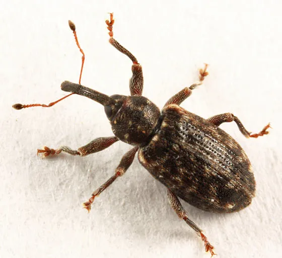 Dorytomus vagenotatus - photo 2