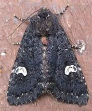 Dot Moth - Melanchra persicariae