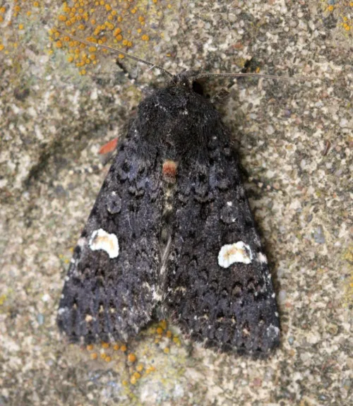 Dot Moth - photo 2