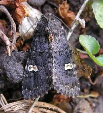 Dot Moth - photo 3