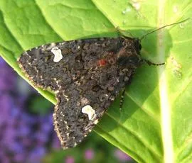 Dot Moth - photo 4