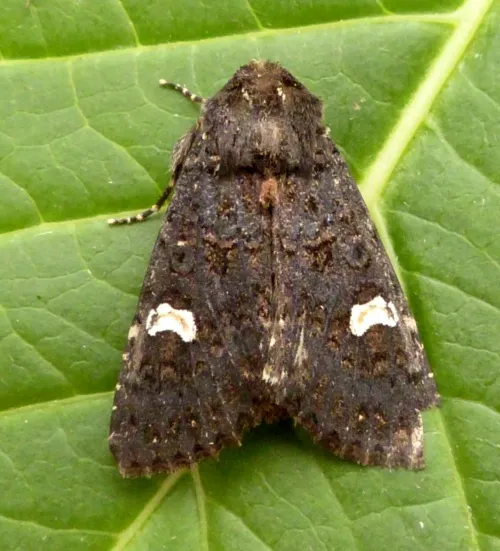 Dot Moth - photo 5