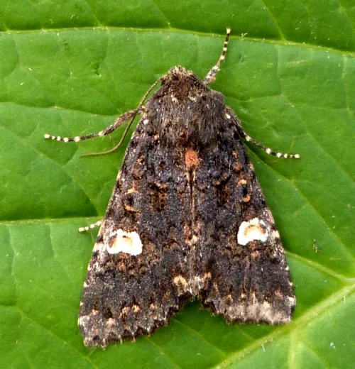 Dot Moth - photo 7