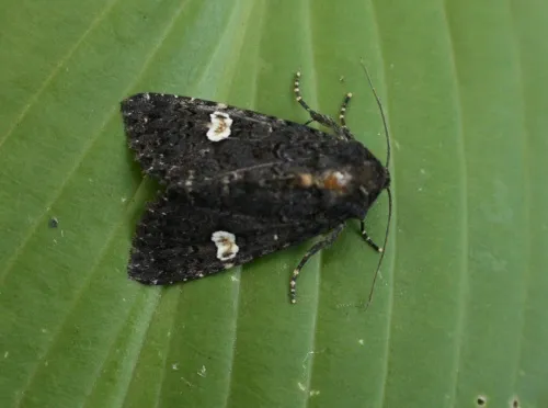 Dot Moth - photo 8