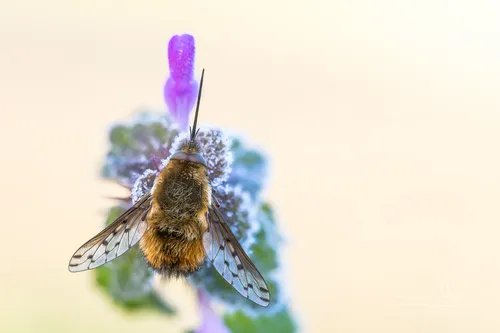 Dotted Bee-fly