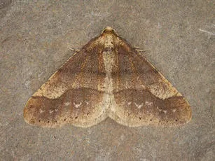 Dotted Border