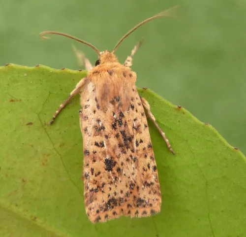 Dotted Chestnut - photo 2