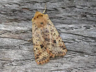 Dotted Chestnut - photo 3