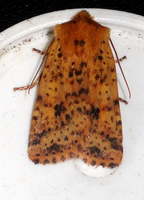 Dotted Chestnut - photo 4