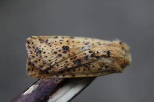 Dotted Chestnut - photo 5