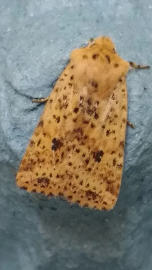 Dotted Chestnut - photo 6