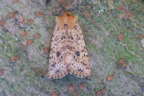 Dotted Chestnut - photo 7