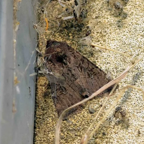 Double Dart - photo 5