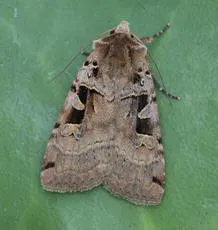 Double Square-spot - Xestia triangulum