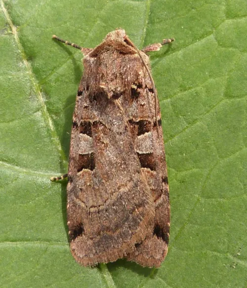 Double Square-spot - photo 2