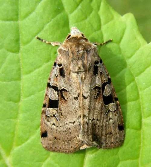 Double Square-spot - photo 3
