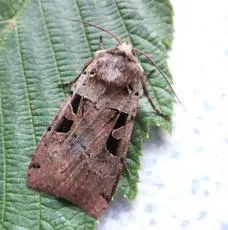 Double Square-spot - photo 4