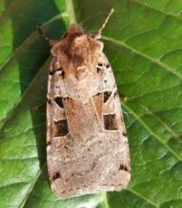 Double Square-spot - photo 6